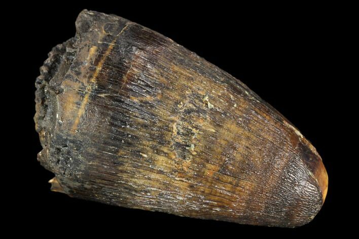 Fossil Deinosuchus Tooth - Aguja Formation, Texas #116651